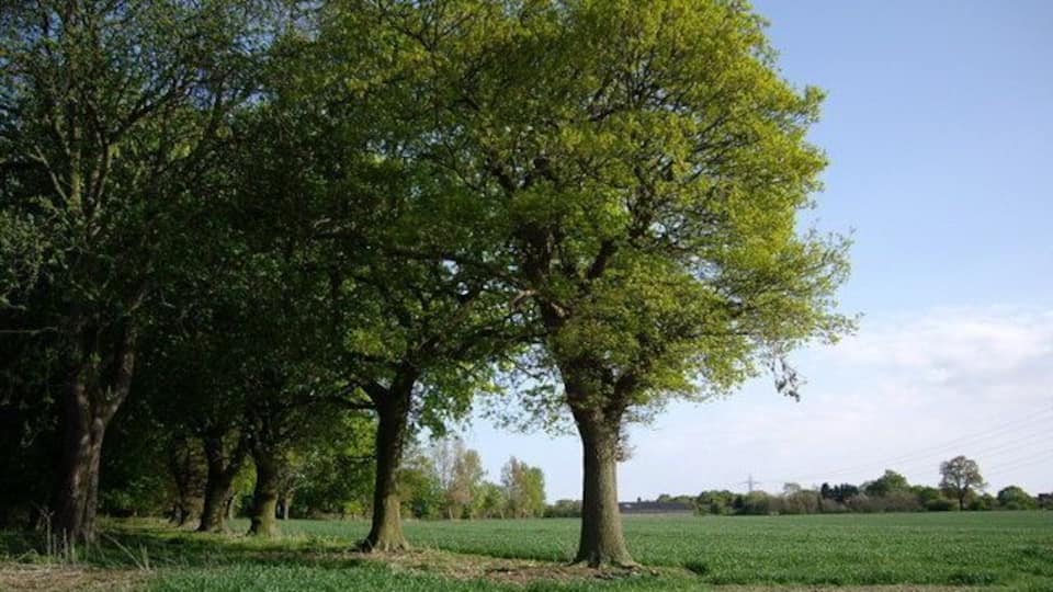 A row of trees Trees on the edge of the field.