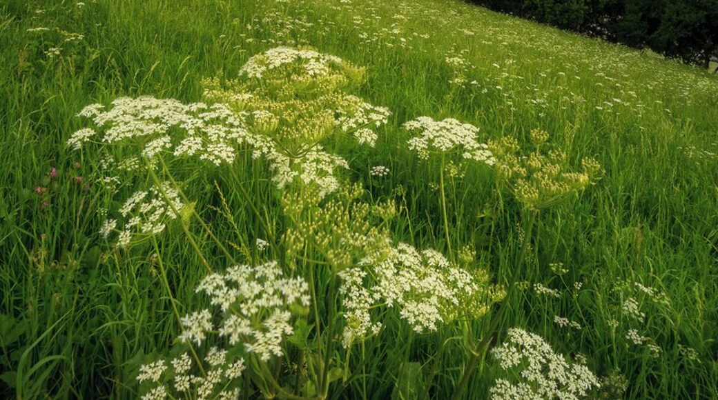 Seis am Schlern - Dolomites
#Golden