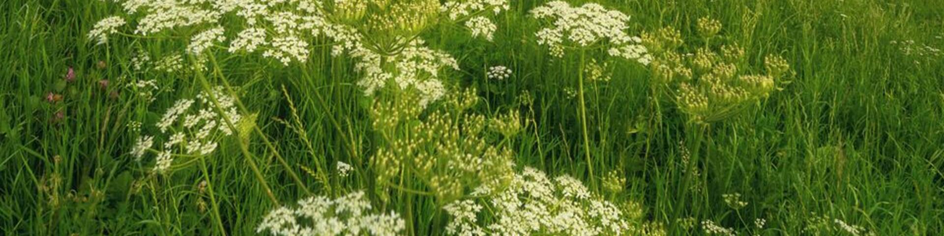 Seis am Schlern - Dolomites
#Golden