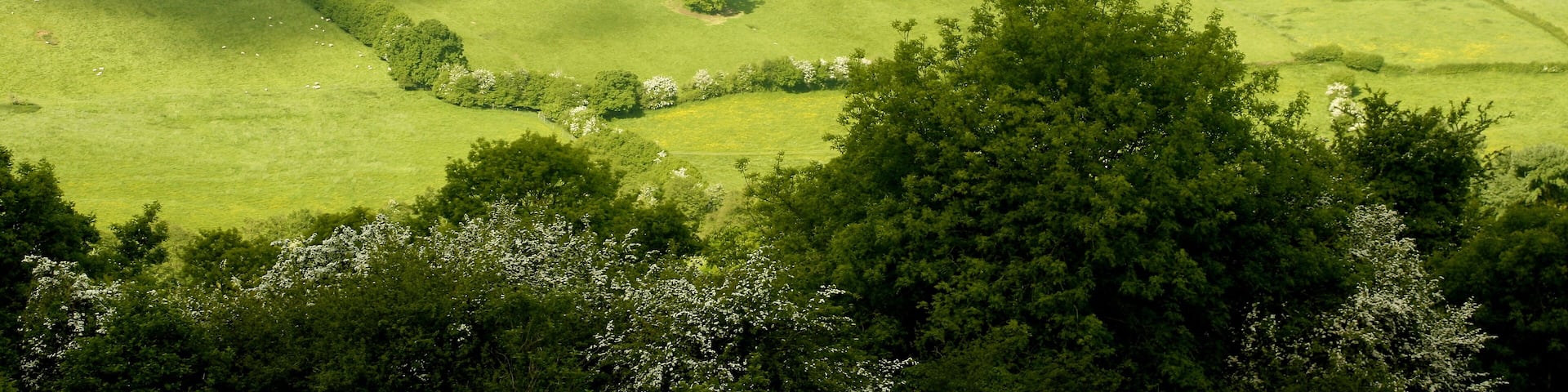View west from Little Solsbury Hill Looking across the Swainswick Valley to the southern end of Lansdown Hill. Beckford's Tower ST7367 is on the skyline to the right. The foreground trees are on the western slopes of Little Solsbury.