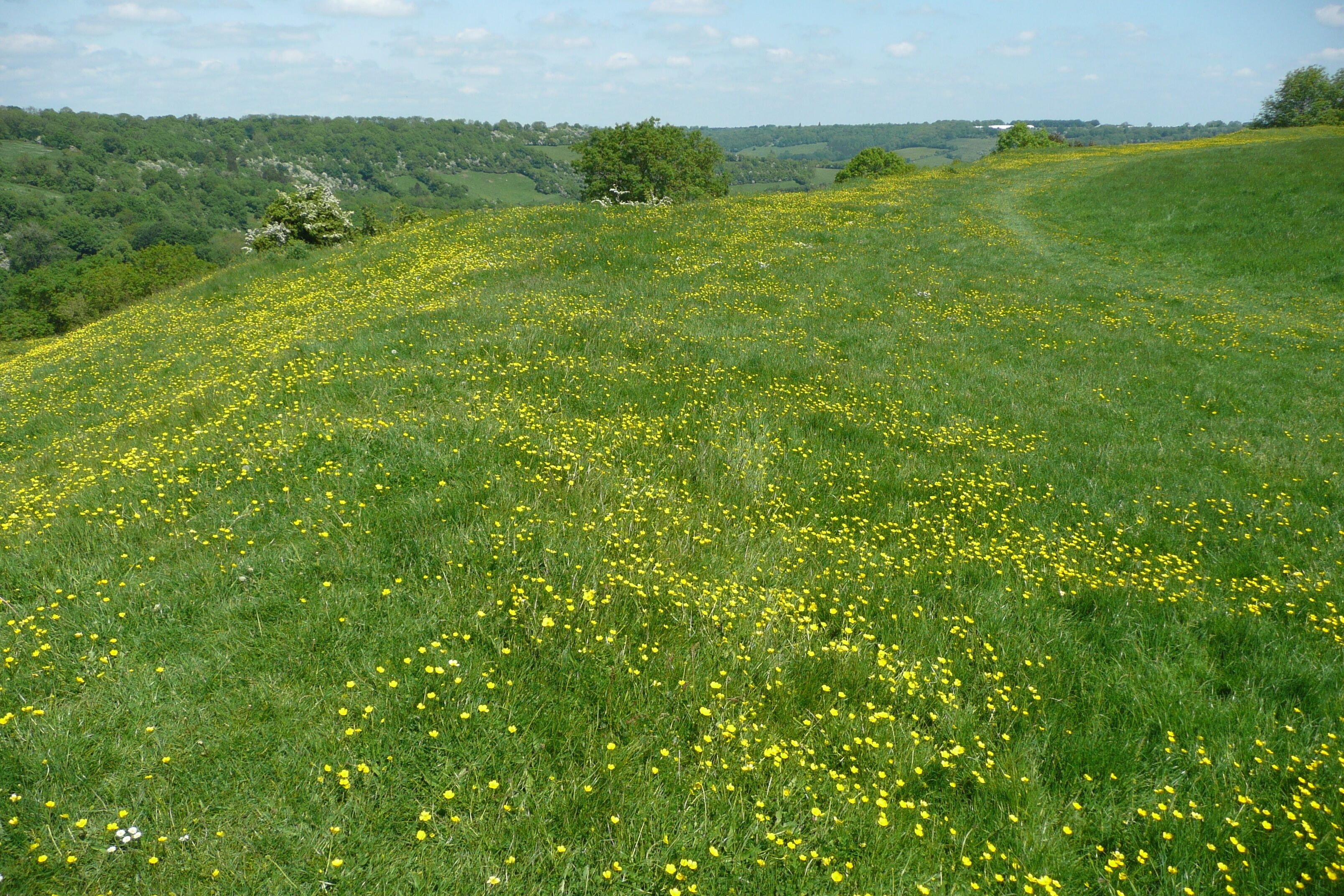 "Climbing up on Solsbury Hill", made famous by the Peter Gabriel song of 1979. The hill is actually called Little Solsbury Hill, it's a hill fort above Bathampton, just east of Bath. The photo was taken looking west to the Swainswick Valley, on a glorious May day, when the whole hill was covered in buttercups. It's a fantastic destination on a summers day. We did a 15 mile circular hike from Bath, following the start of the Cotswolds Way out of Bath, up to Kelston Round Hill. At the Horse race course, turn right off the Cotswolds Way, and head to Landsdown Road. Cross the road, and head across the level fields to Charlcombe Grove Farm, then descend into the valley below to go through Woolley village and to Upper Swainswick. Cross the A46, and climb up Solsbury Hill. From there descend to the south east to Bathampton, cross the River Avon and head up to the Kennet & Avon canal, which you follow back into Bath. An alternate walk up Solsbury Hill is provided by Damian Hall in the Cicerone title "Walking in the Cotswolds" - Walk 26 "Swainswick Valley and Little Solsbury Hill". That starts from a car park on the A46.