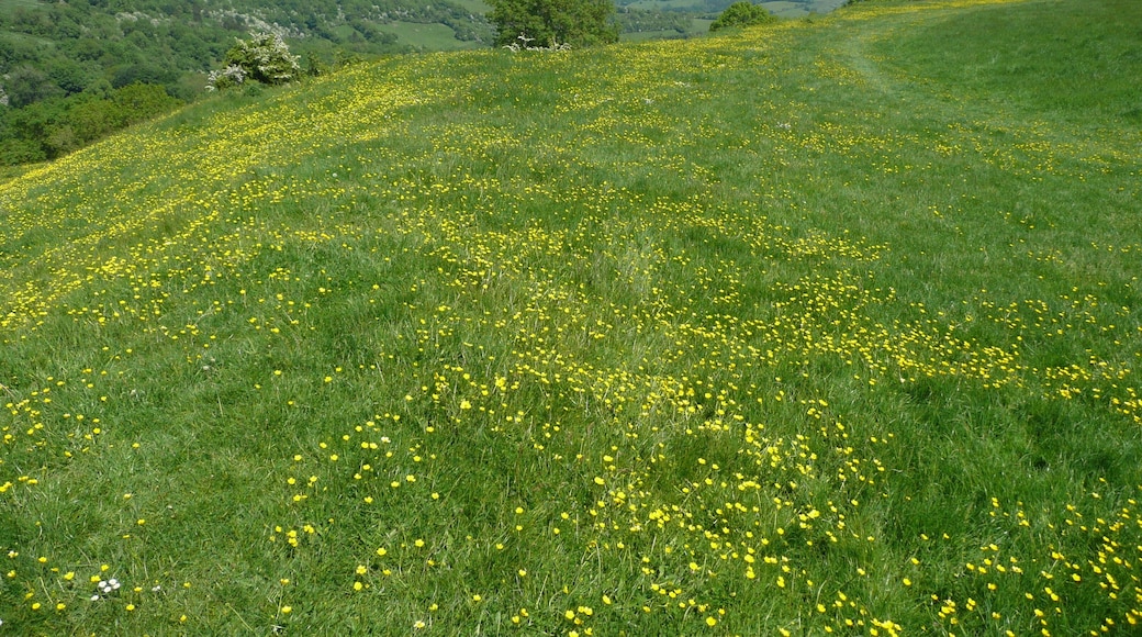 "Climbing up on Solsbury Hill", made famous by the Peter Gabriel song of 1979. The hill is actually called Little Solsbury Hill, it's a hill fort above Bathampton, just east of Bath. The photo was taken looking west to the Swainswick Valley, on a glorious May day, when the whole hill was covered in buttercups. It's a fantastic destination on a summers day. We did a 15 mile circular hike from Bath, following the start of the Cotswolds Way out of Bath, up to Kelston Round Hill. At the Horse race course, turn right off the Cotswolds Way, and head to Landsdown Road. Cross the road, and head across the level fields to Charlcombe Grove Farm, then descend into the valley below to go through Woolley village and to Upper Swainswick. Cross the A46, and climb up Solsbury Hill. From there descend to the south east to Bathampton, cross the River Avon and head up to the Kennet & Avon canal, which you follow back into Bath. An alternate walk up Solsbury Hill is provided by Damian Hall in the Cicerone title "Walking in the Cotswolds" - Walk 26 "Swainswick Valley and Little Solsbury Hill". That starts from a car park on the A46.