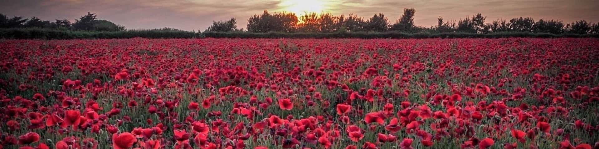 A quick shot taken on the evening of 21/06/19 near Dover, UK