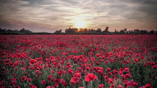 A quick shot taken on the evening of 21/06/19 near Dover, UK