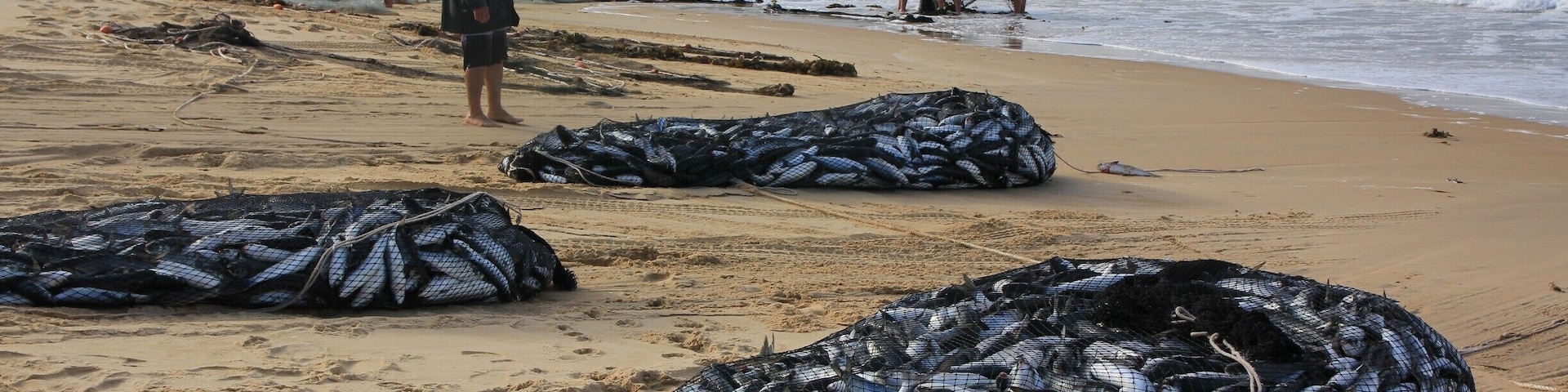 Fishermen catching mullet at Black Head Beach, Mid North Coast, NSW