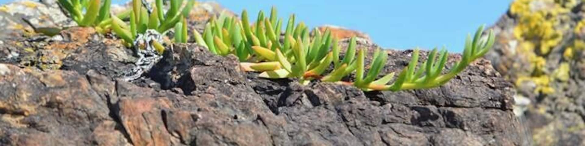 Cool volcanic rock formations home to succulants basking in the sun.