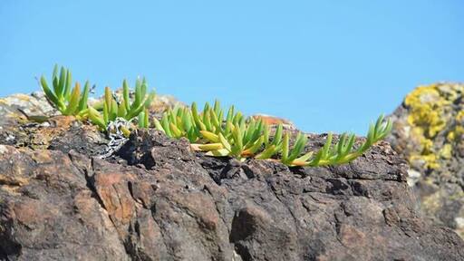 Cool volcanic rock formations home to succulants basking in the sun.