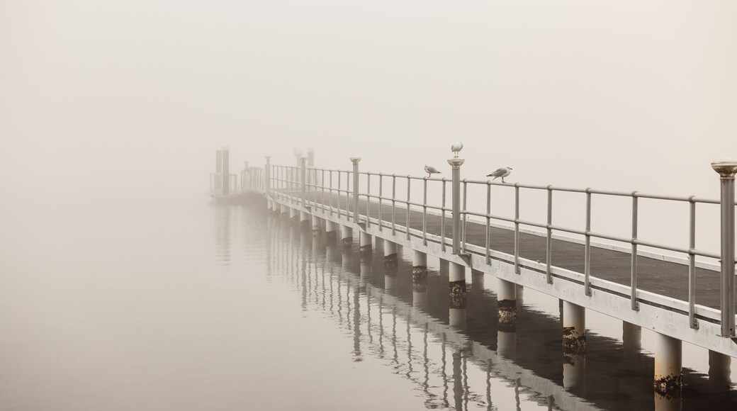 Seagulls perched along jetty on foggy winter morning at Lake Macquarie