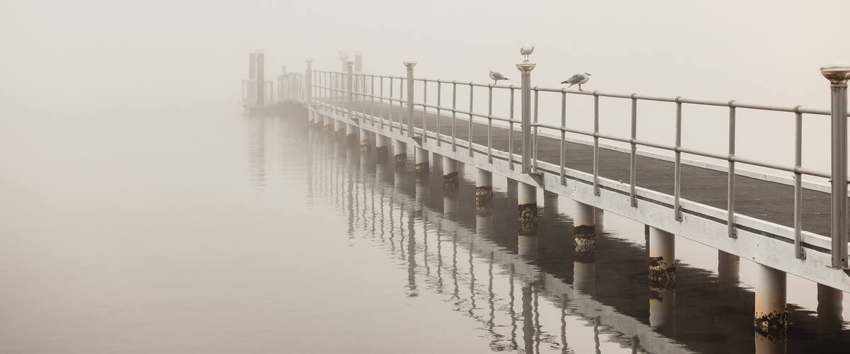 Seagulls perched along jetty on foggy winter morning at Lake Macquarie