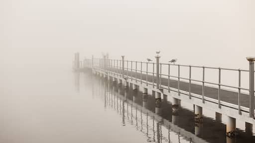 Seagulls perched along jetty on foggy winter morning at Lake Macquarie