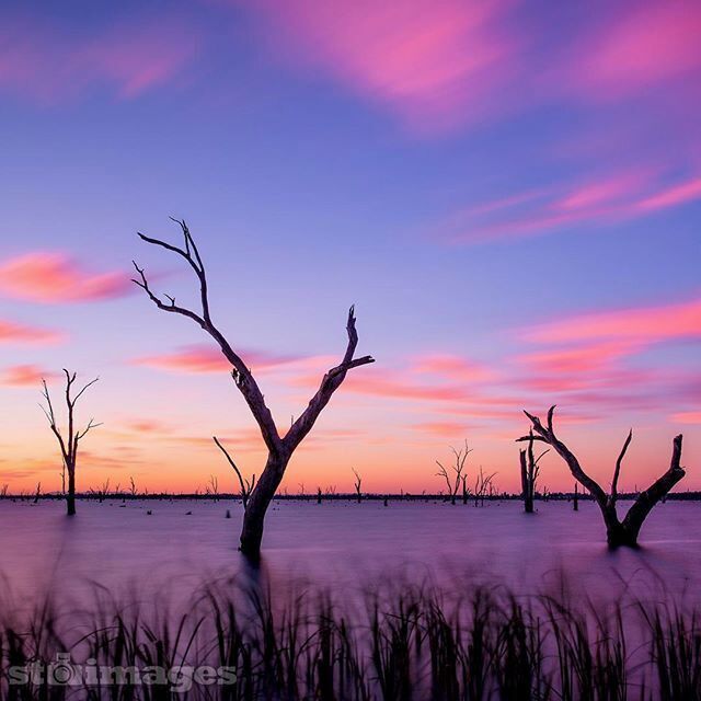 The dead trees rising up out of the water that stretches hundreds of meters across this body of water is both eerie and peaceful at the same time. At dawn and dusk the water is still, the colour comes into the sky and it becomes a landscape photographer’s paradise.

This one was taken on the first morning. The clouds couldn’t have been any more perfect than they were. I set up the tripod, used a strong neutral density filter to give the exposure more time to allow movement in both the clouds and the water and the hero structures of the dead trees remained super sharp. It was an 81 second exposure and when the picture came up on the review screen of my camera I was stoked!! It was almost exactly the picture I had dreamed of taking of this scene the night before. #stimages2016roadtrip @daily_life_of_stimages #seeaustralia #yarrawonga #canonaustralia #mulwala