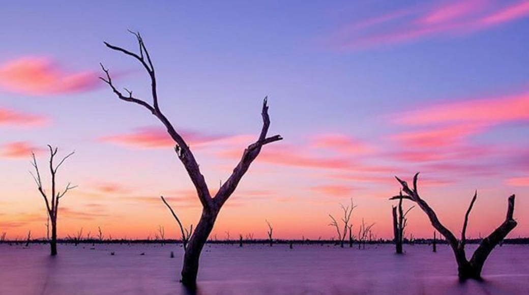 The dead trees rising up out of the water that stretches hundreds of meters across this body of water is both eerie and peaceful at the same time. At dawn and dusk the water is still, the colour comes into the sky and it becomes a landscape photographer’s paradise.
This one was taken on the first morning. The clouds couldn’t have been any more perfect than they were. I set up the tripod, used a strong neutral density filter to give the exposure more time to allow movement in both the clouds and the water and the hero structures of the dead trees remained super sharp. It was an 81 second exposure and when the picture came up on the review screen of my camera I was stoked!! It was almost exactly the picture I had dreamed of taking of this scene the night before. #stimages2016roadtrip @daily_life_of_stimages #seeaustralia #yarrawonga #canonaustralia #mulwala