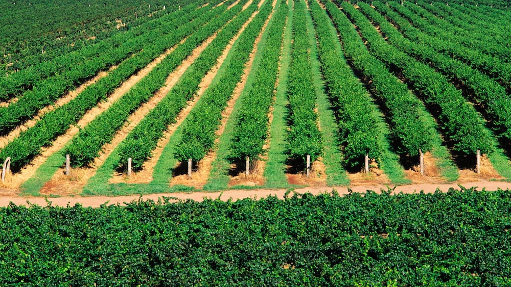 Vineyard, Grape Vines, Hunter Valley, Australia