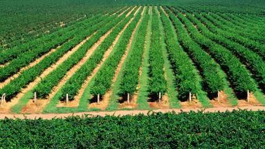 Vineyard, Grape Vines, Hunter Valley, Australia