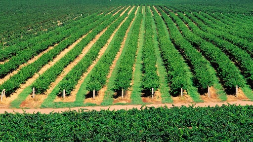 Vineyard, Grape Vines, Hunter Valley, Australia