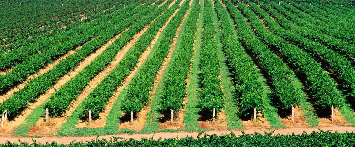 A vineyard with rows of grapevines.