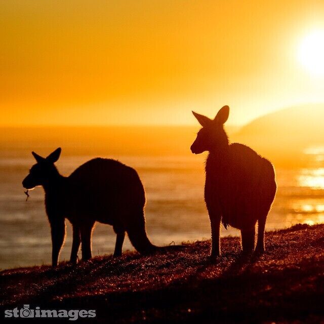 Dammerel Headland at #EmeraldBeach is where these furry Aussies hangout, they are there everyday of the year - all day long... But they do look particularly handsome at #sunrise www.stsurfimages.com #visitnsw #seeaustralia #specialshots #kangaroos