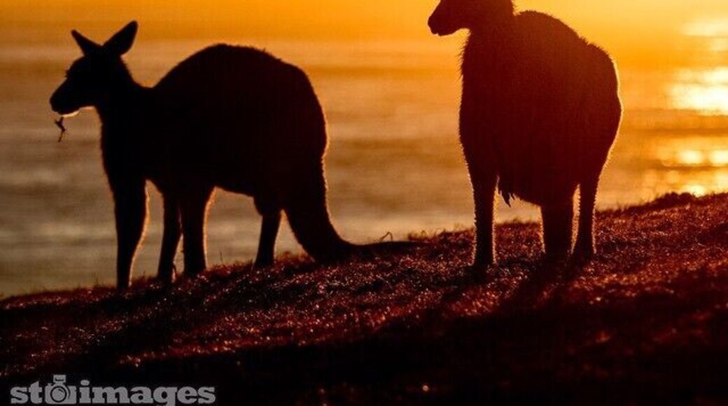 Dammerel Headland at #EmeraldBeach is where these furry Aussies hangout, they are there everyday of the year - all day long... But they do look particularly handsome at #sunrise www.stsurfimages.com #visitnsw #seeaustralia #specialshots #kangaroos