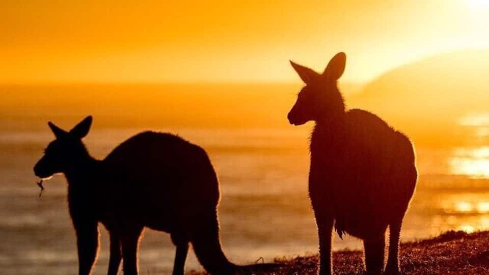 Dammerel Headland at #EmeraldBeach is where these furry Aussies hangout, they are there everyday of the year - all day long... But they do look particularly handsome at #sunrise www.stsurfimages.com #visitnsw #seeaustralia #specialshots #kangaroos