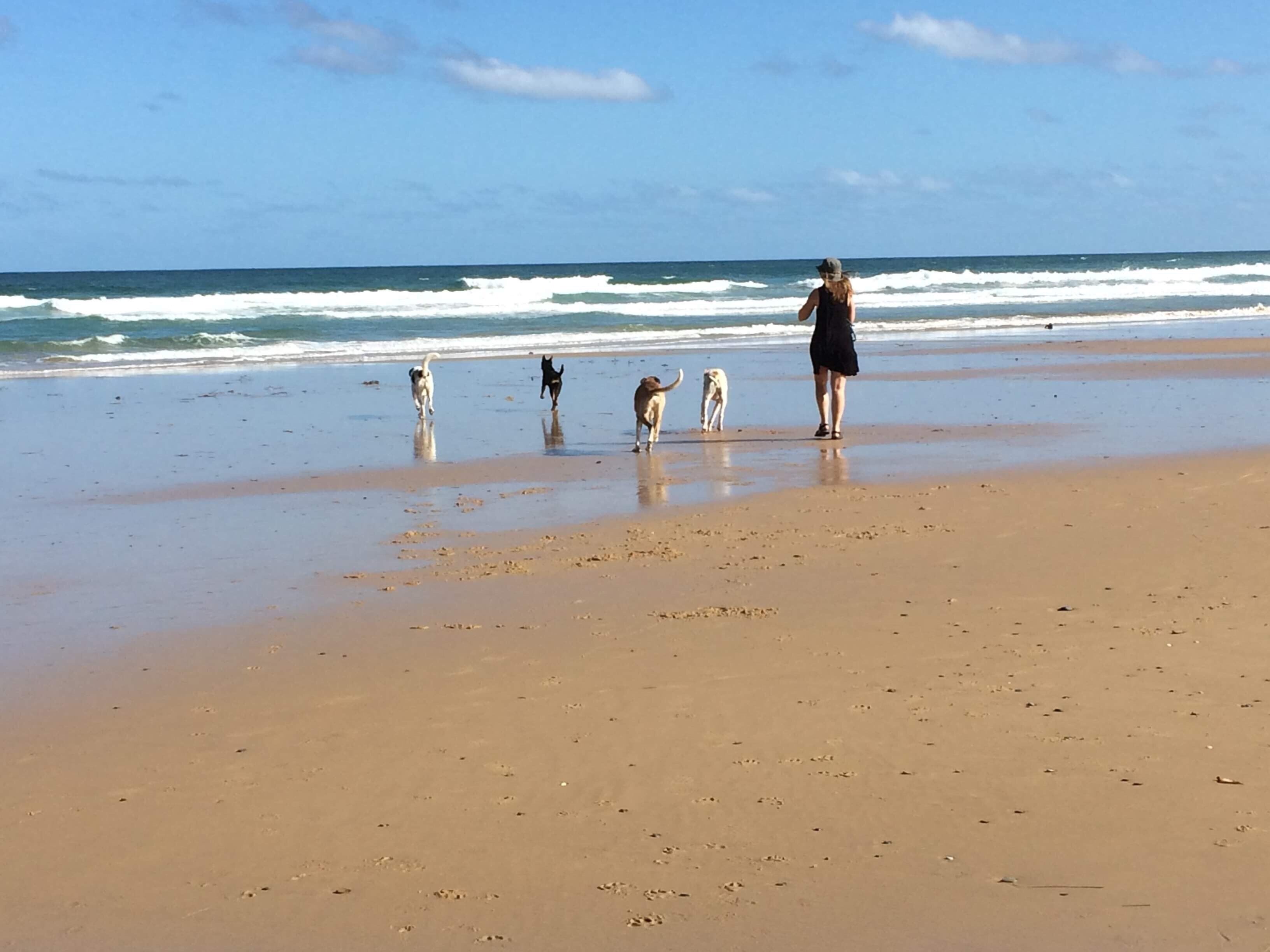With the dogs at the local beach, beautiful sunny day