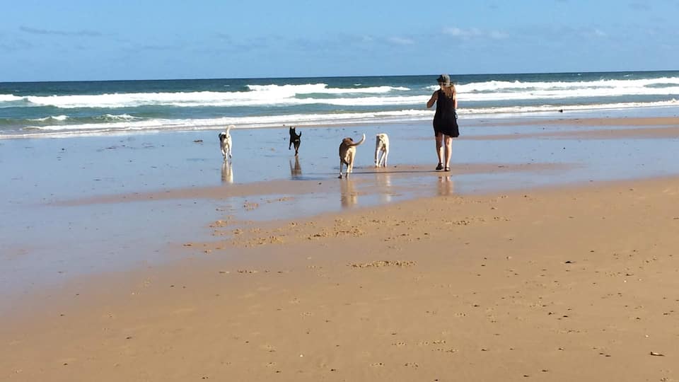 With the dogs at the local beach, beautiful sunny day
