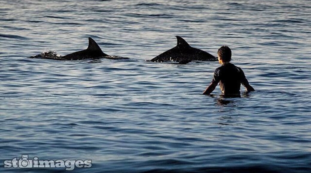 Surfers are a lucky breed. You will find them most morning off "Look at me now" headland at Emerald Beach NSW 🙏