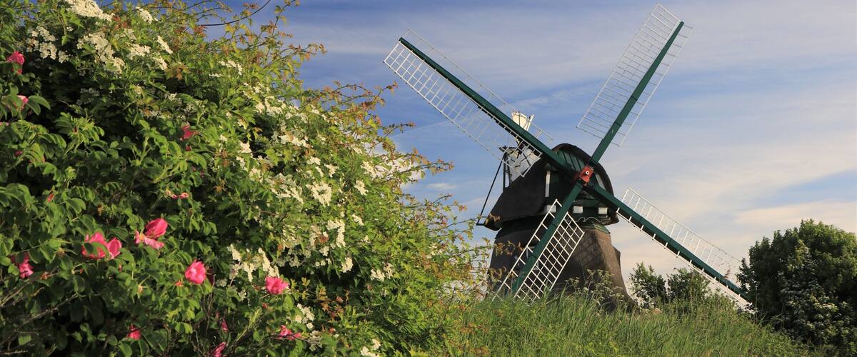 A traditional windmill surrounded by lush greenery and blooming flowers.