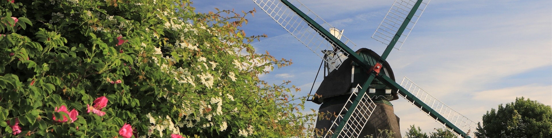 A traditional windmill surrounded by lush greenery and blooming flowers.