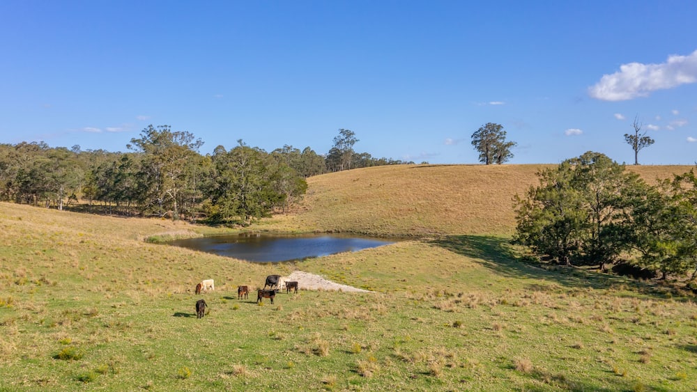 cows on the meadow