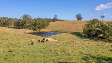 cows on the meadow
