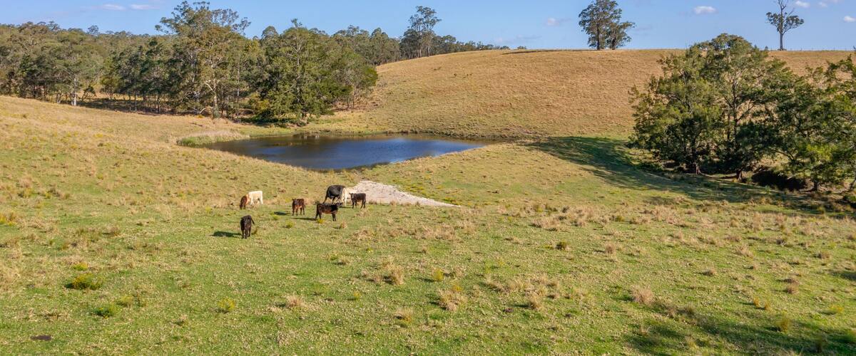 A grassy field with a pond, trees, and a hill.