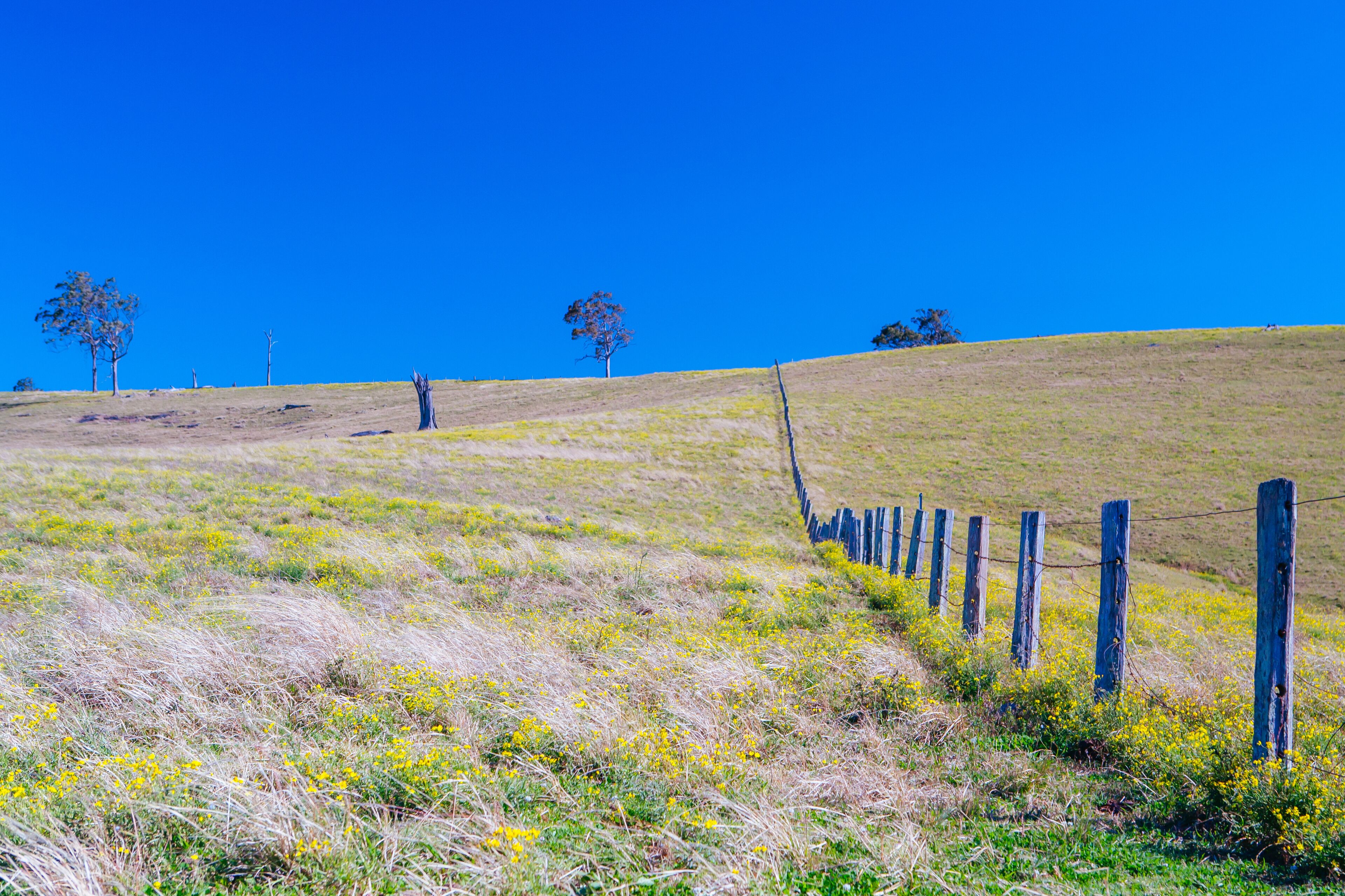 Hunter Valley Landscape in Australia