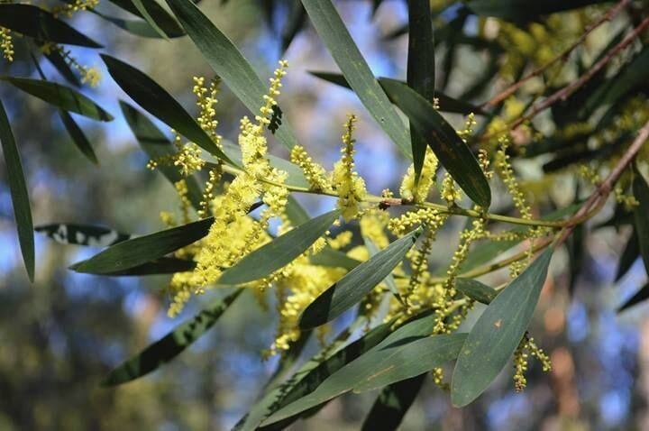 Australian Native - Acacia longifolia - pretty in the sunlight.
