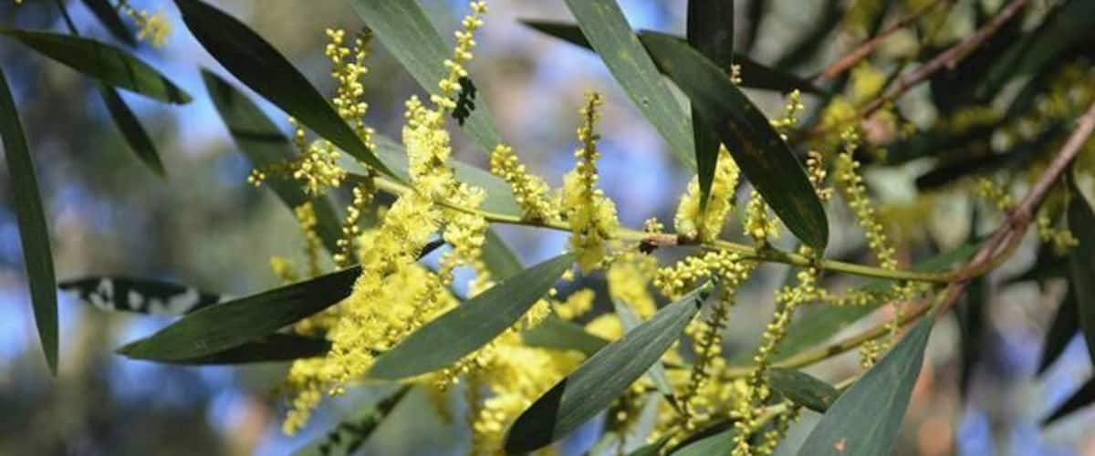 Australian Native - Acacia longifolia - pretty in the sunlight.