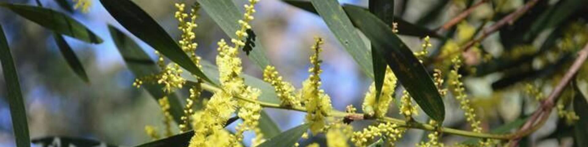 Eucalyptus leaves and yellow flowers.