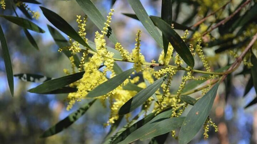 Australian Native - Acacia longifolia - pretty in the sunlight.