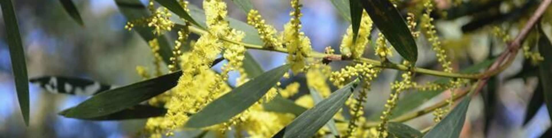 Australian Native - Acacia longifolia - pretty in the sunlight.