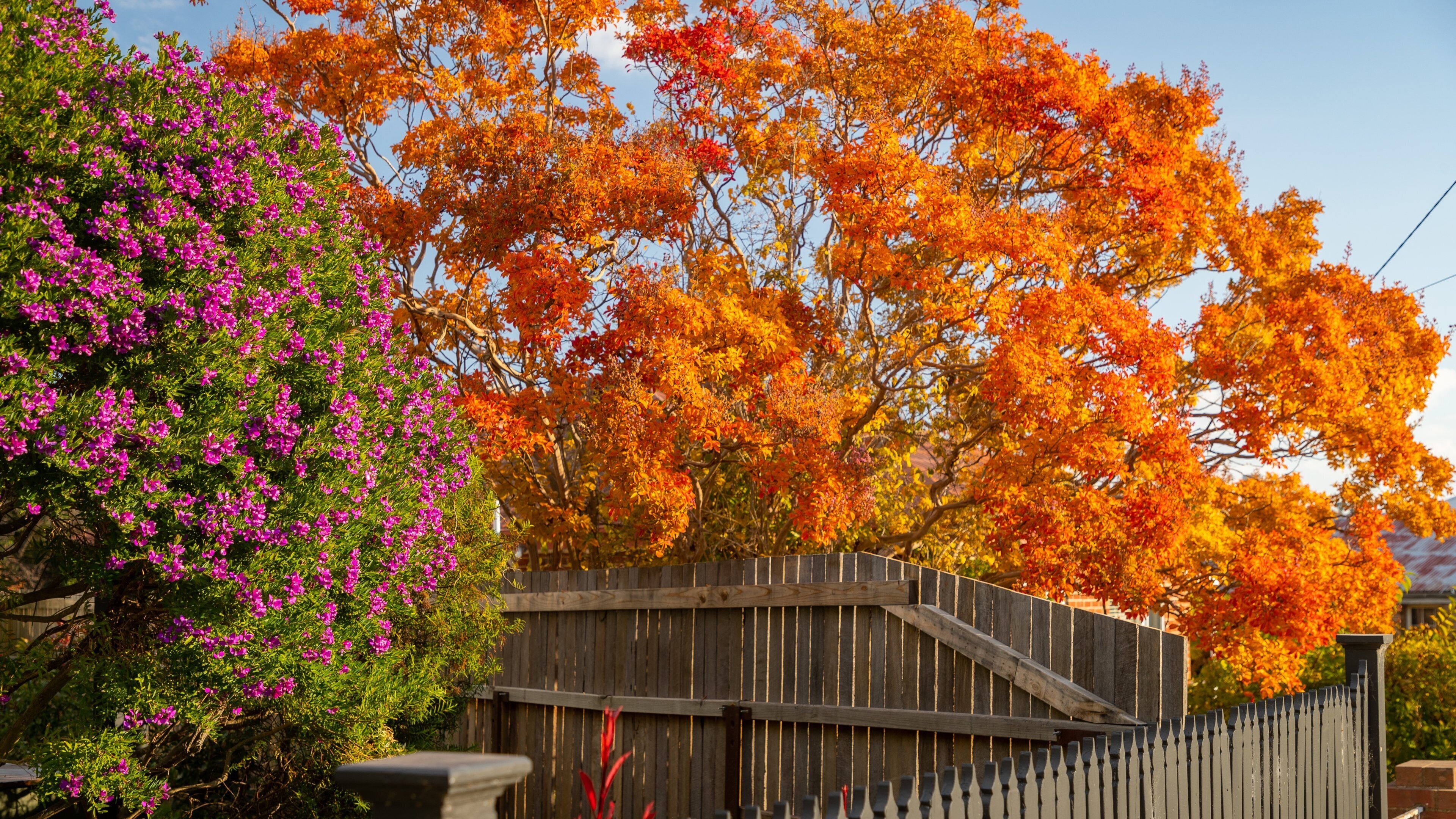 Millthorpe featuring autumn leaves