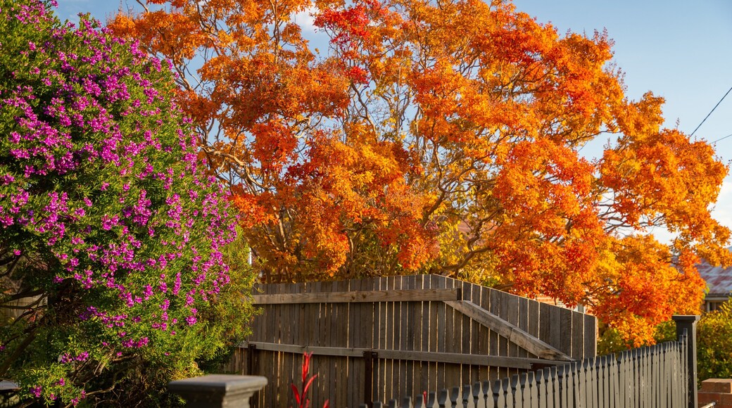 Millthorpe featuring autumn leaves