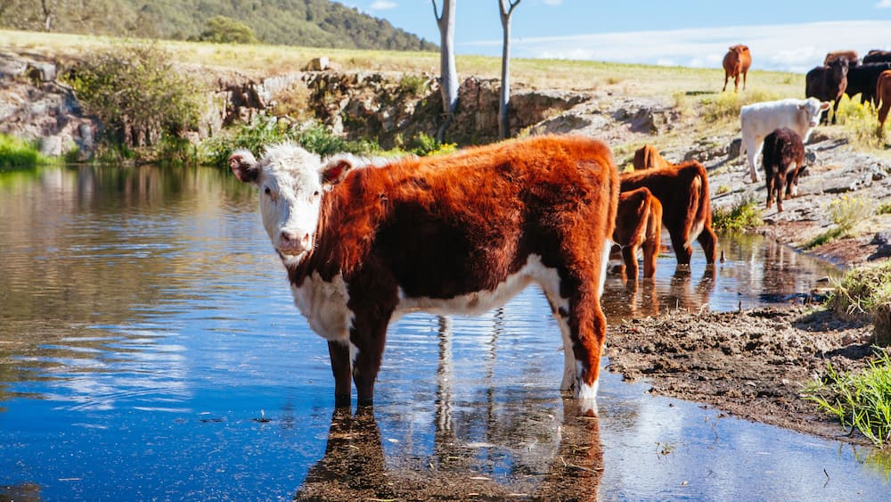 Grazing Cows in the Australian Outback