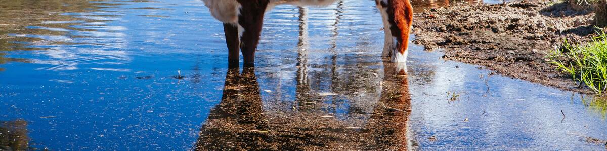 Grazing Cows in the Australian Outback