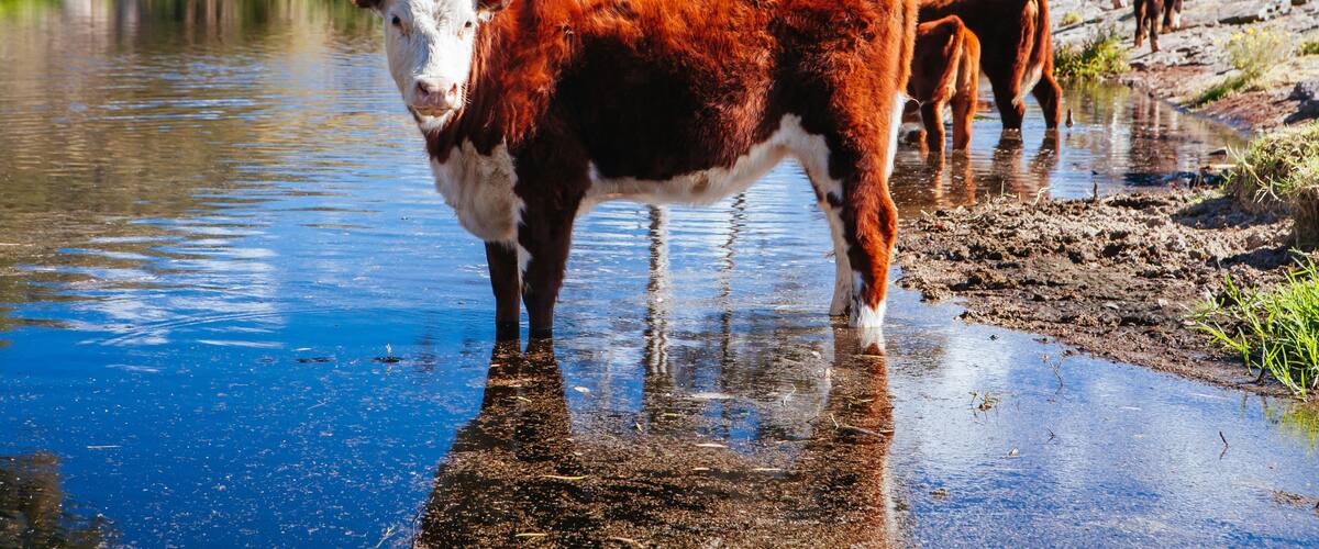 A cow standing in a puddle by a river.