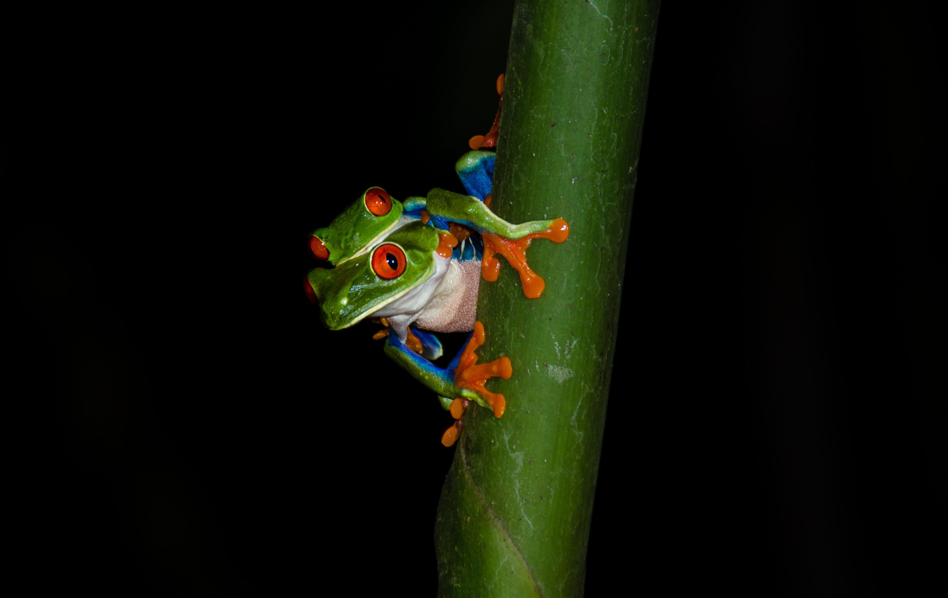 A green frog with red eyes perched on a green plant stem.