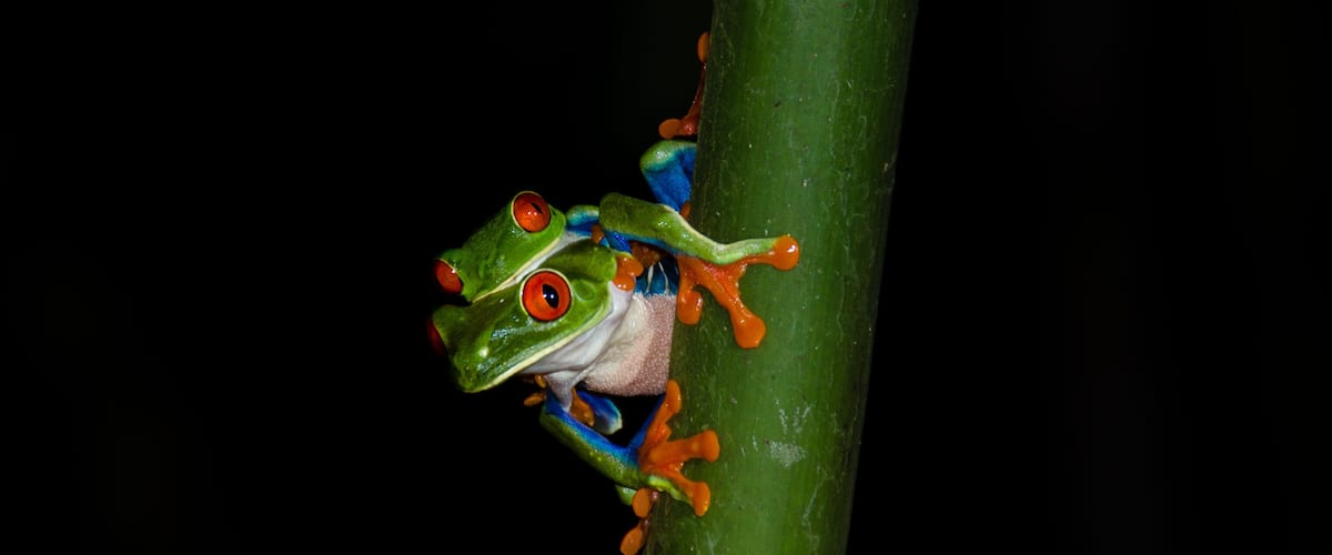 A green frog with red eyes perched on a green plant stem.