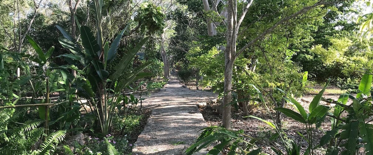 A gravel path through a lush garden with various plants and trees.