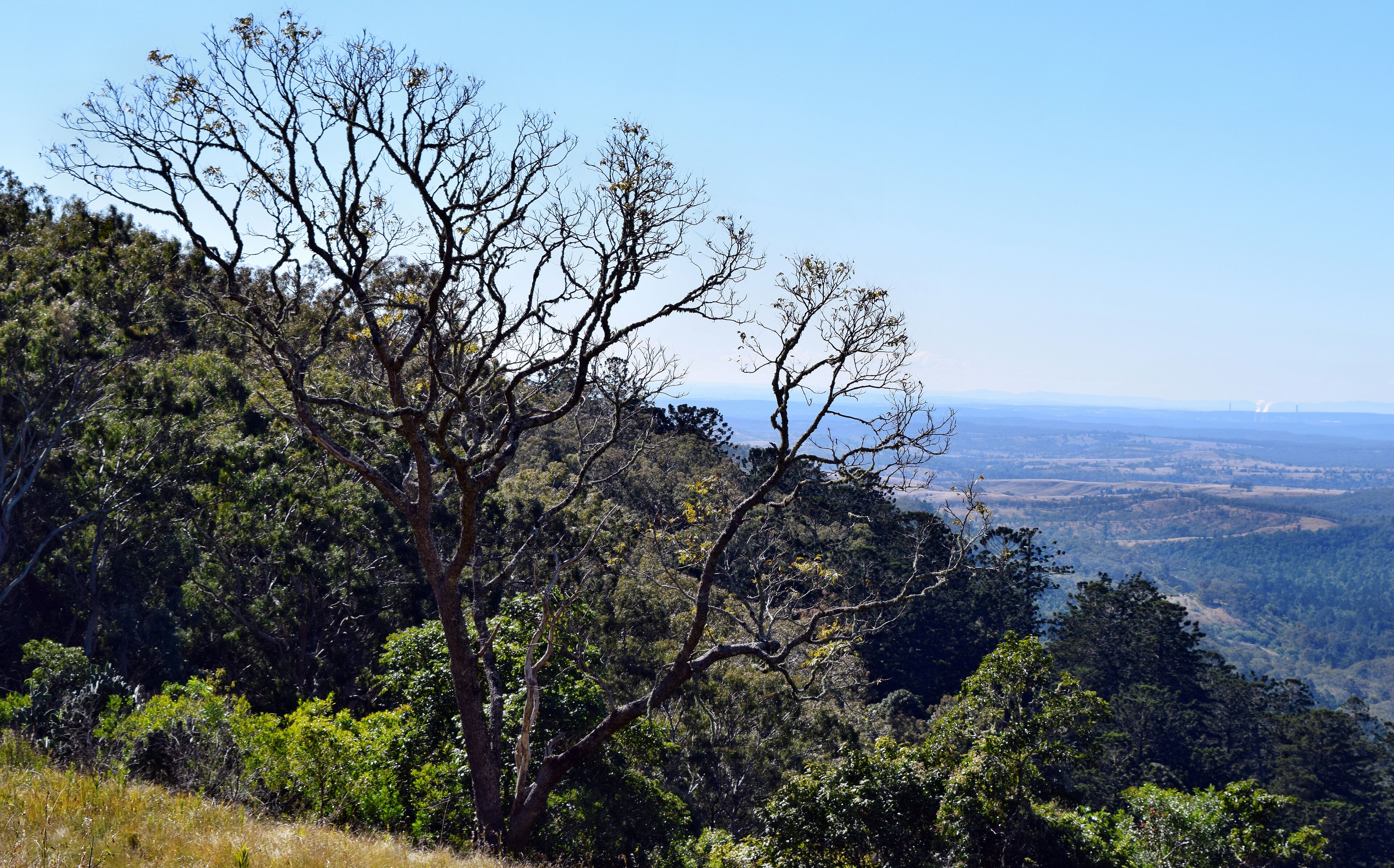 Bunya Mountains