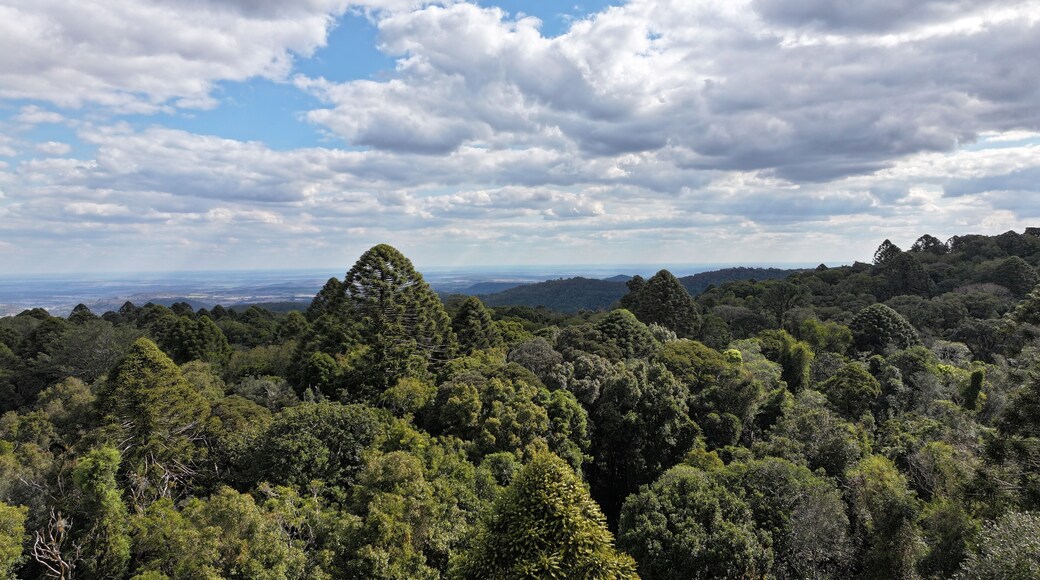 Bunya Mountains