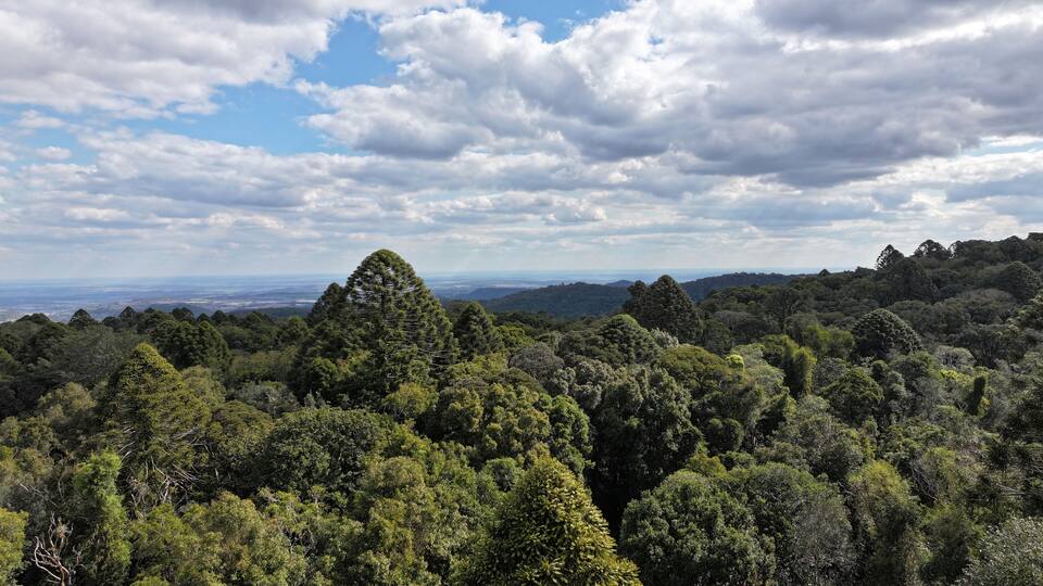 A dense forest with a prominent conical tree and a distant view of a flat landscape under a partly cloudy sky.