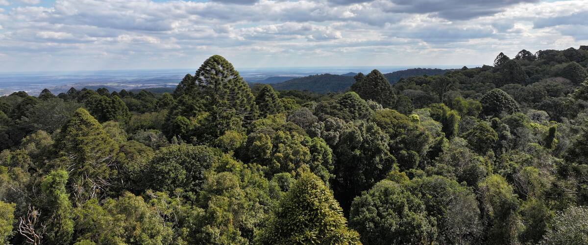 A dense forest with a prominent conical tree and a distant view of a flat landscape under a partly cloudy sky.