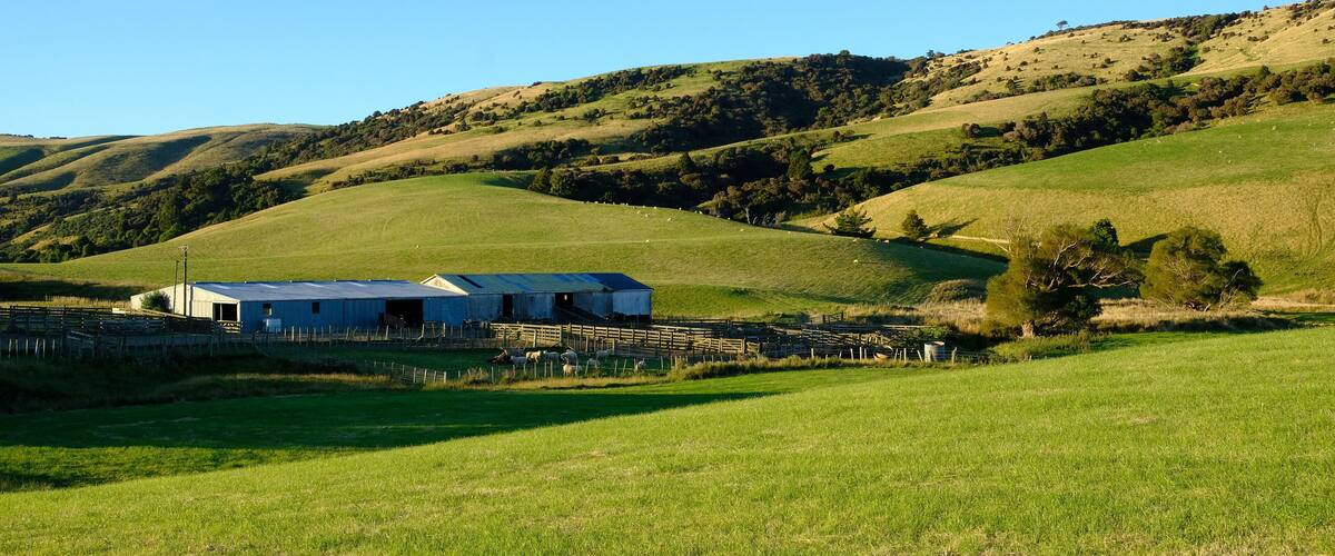 A rural landscape with rolling hills, a barn, and grazing sheep.
